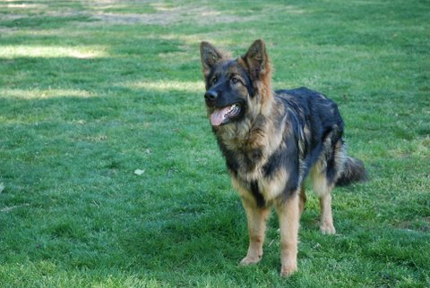 Fotos/2010vervolgTaylor/Clifford/DSC_0019[1].JPG